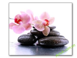 Tranh treo tường hoa lan nở đẹp với giọt nước và đá spa, trên nền sáng AmiA 0205092024